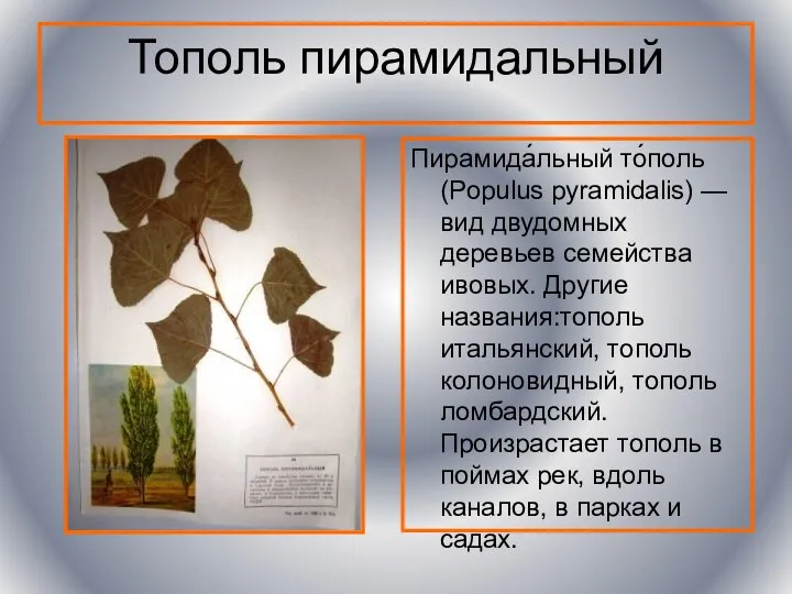 Тополь пирамидальный Пирамида́льный то́поль (Populus pyramidalis) — вид двудомных деревьев семейства