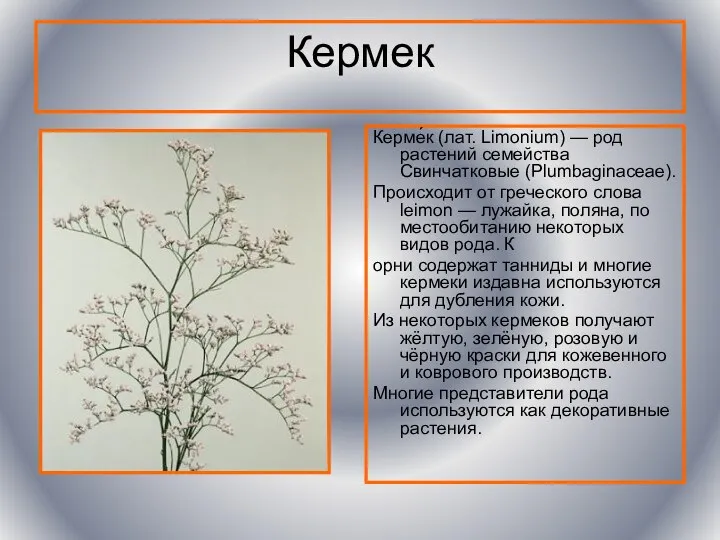 Кермек Керме́к (лат. Limonium) — род растений семейства Свинчатковые (Plumbaginaceae). Происходит