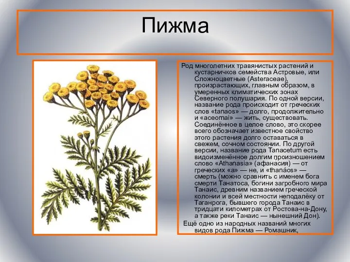 Пижма Род многолетних травянистых растений и кустарничков семейства Астровые, или Сложноцветные