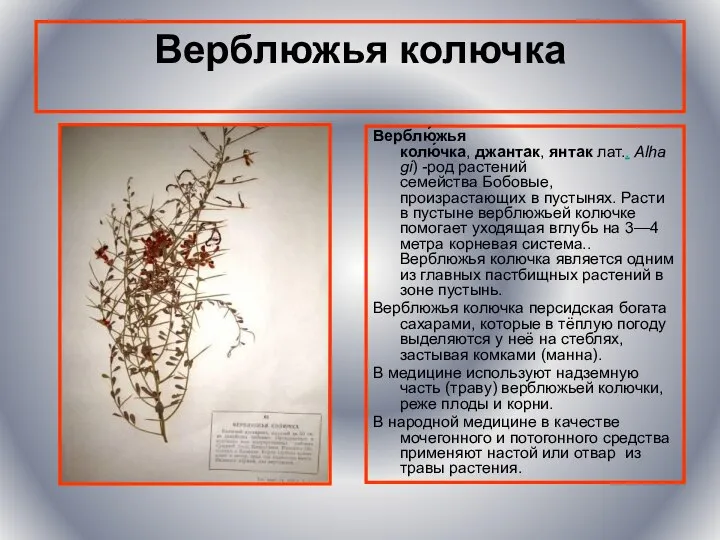 Верблюжья колючка Верблю́жья колю́чка, джантак, янтак лат.. Alhagi) -род растений семейства