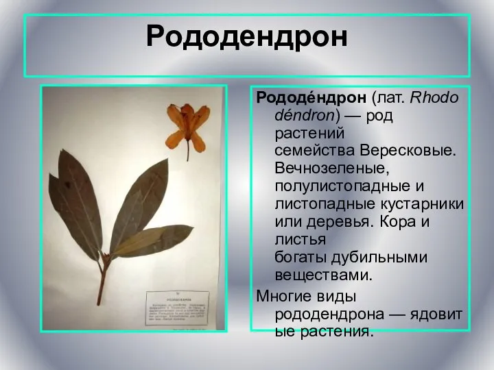 Рододендрон Рододéндрон (лат. Rhododéndron) — род растений семейства Вересковые. Вечнозеленые, полулистопадные