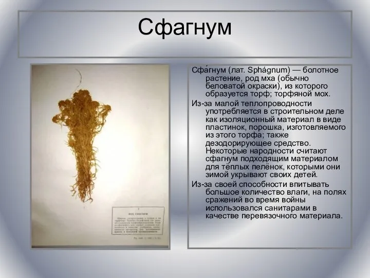 Сфагнум Сфа́гнум (лат. Sphágnum) — болотное растение, род мха (обычно беловатой