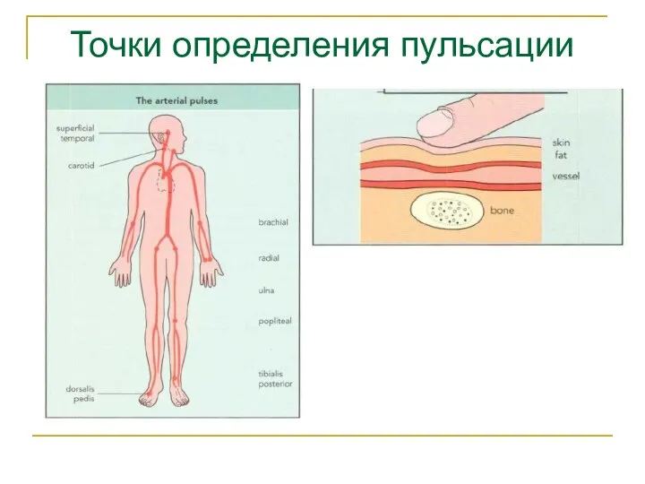 Точки определения пульсации