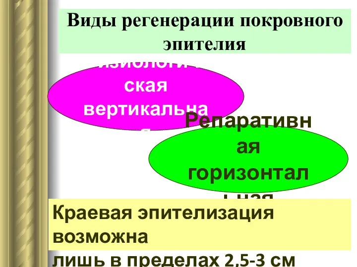 Виды регенерации покровного эпителия Физиологическая вертикальная Репаративная горизонтальная Краевая эпителизация возможна лишь в пределах 2,5-3 см