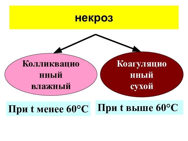 некроз Колликвационный влажный Коагуляционный сухой При t менее 60°С При t выше 60°С