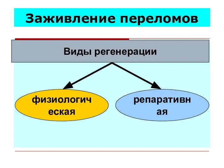 Заживление переломов Виды регенерации физиологическая репаративная