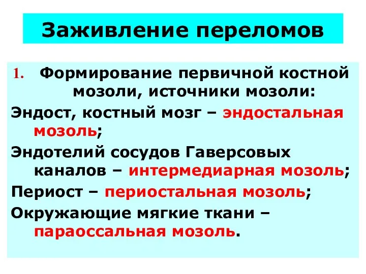 Заживление переломов Формирование первичной костной мозоли, источники мозоли: Эндост, костный мозг