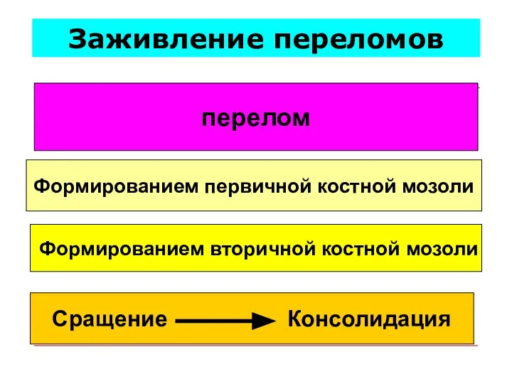 Заживление переломов перелом Формированием первичной костной мозоли Формированием вторичной костной мозоли Сращение Консолидация