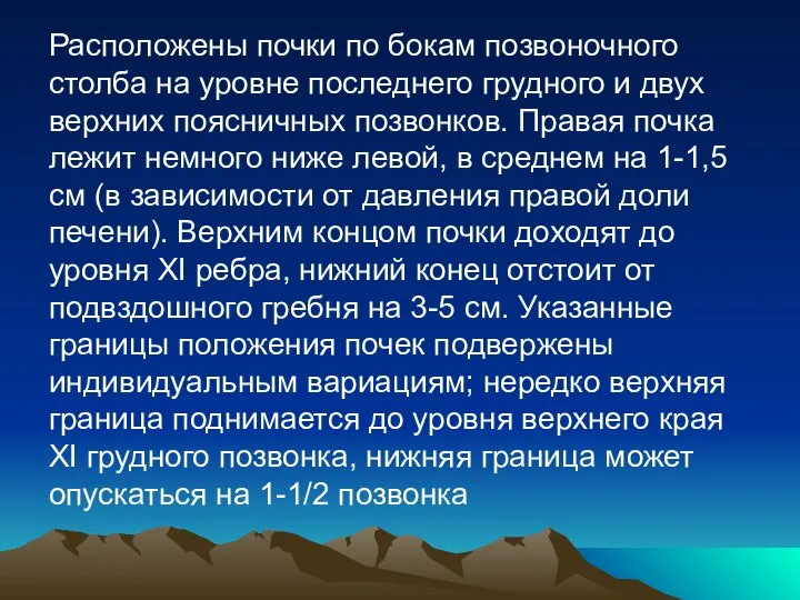 Расположены почки по бокам позвоночного столба на уровне последнего грудного и