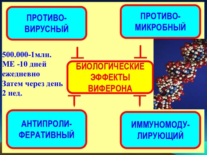 БИОЛОГИЧЕСКИЕ ЭФФЕКТЫ ВИФЕРОНА ИММУНОМОДУ- ЛИРУЮЩИЙ ПРОТИВО- МИКРОБНЫЙ АНТИПРОЛИ- ФЕРАТИВНЫЙ ПРОТИВО- ВИРУСНЫЙ