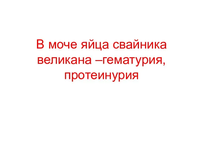 В моче яйца свайника великана –гематурия,протеинурия