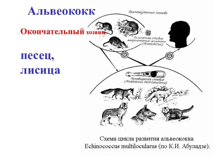 Альвеококк песец, лисица Окончательный хозяин