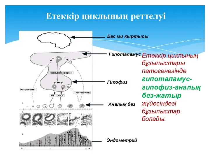 Етеккір циклының реттелуі Бас ми қыртысы Гипоталамус Гипофиз Аналық без Эндометрий