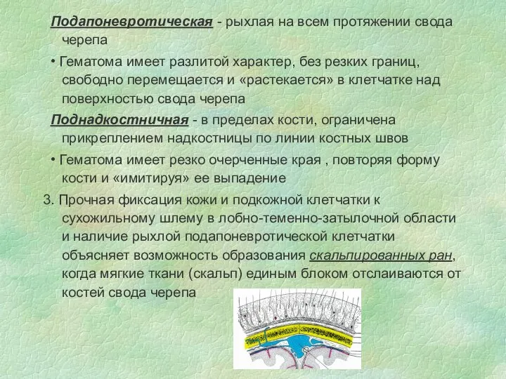 Подапоневротическая - рыхлая на всем протяжении свода черепа • Гематома имеет