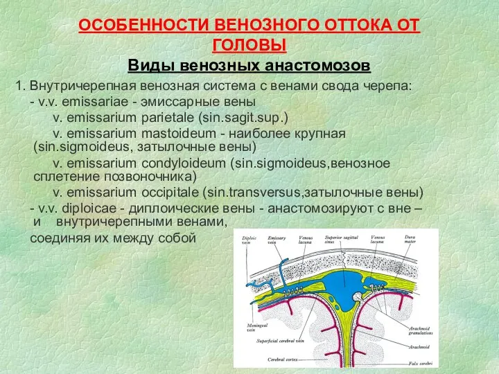 ОСОБЕННОСТИ ВЕНОЗНОГО ОТТОКА ОТ ГОЛОВЫ Виды венозных анастомозов 1. Внутричерепная венозная