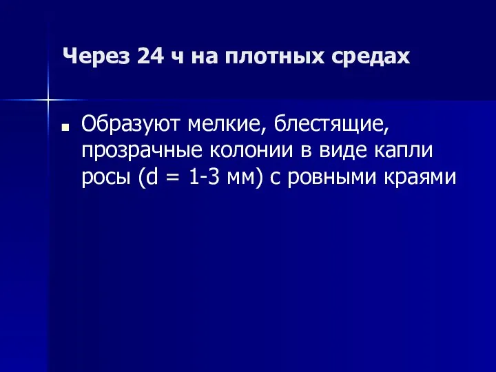 Через 24 ч на плотных средах Образуют мелкие, блестящие, прозрачные колонии