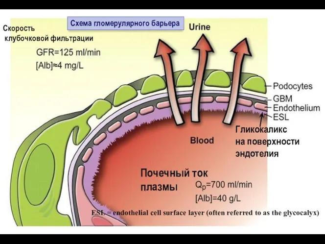 Почечный ток плазмы Скорость клубочковой фильтрации Гликокаликс на поверхности эндотелия ESL