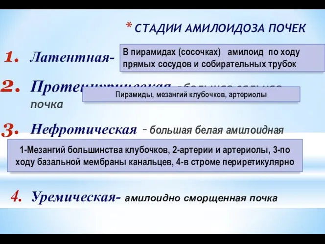 СТАДИИ АМИЛОИДОЗА ПОЧЕК Латентная- Протеинурическая -большая сальная почка Нефротическая – большая