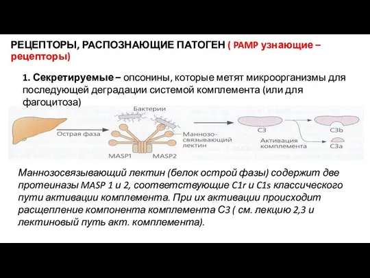 РЕЦЕПТОРЫ, РАСПОЗНАЮЩИЕ ПАТОГЕН ( PAMP узнающие – рецепторы) 1. Секретируемые –