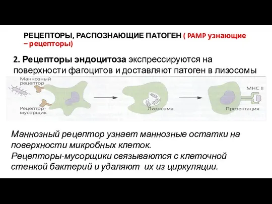 РЕЦЕПТОРЫ, РАСПОЗНАЮЩИЕ ПАТОГЕН ( PAMP узнающие – рецепторы) 2. Рецепторы эндоцитоза