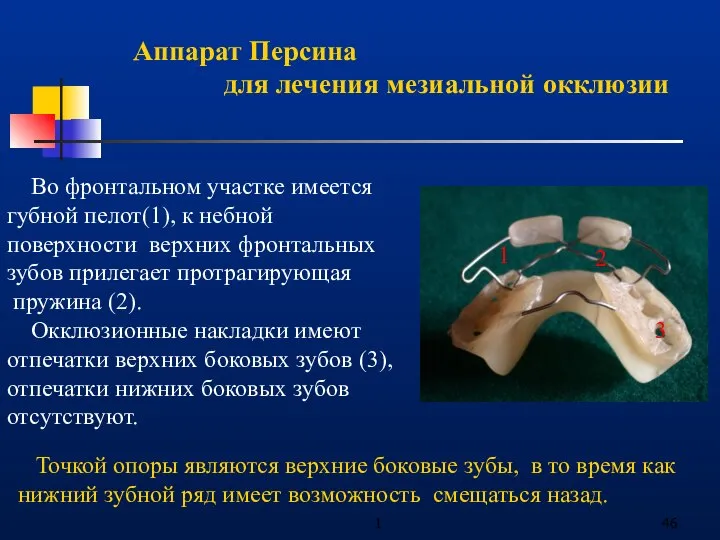 1 Во фронтальном участке имеется губной пелот(1), к небной поверхности верхних