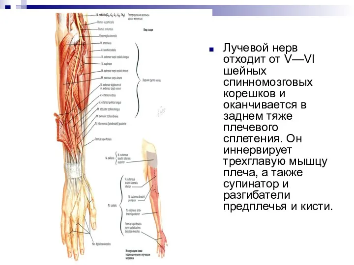 Лучевой нерв отходит от V—VI шейных спинномозговых корешков и оканчивается в