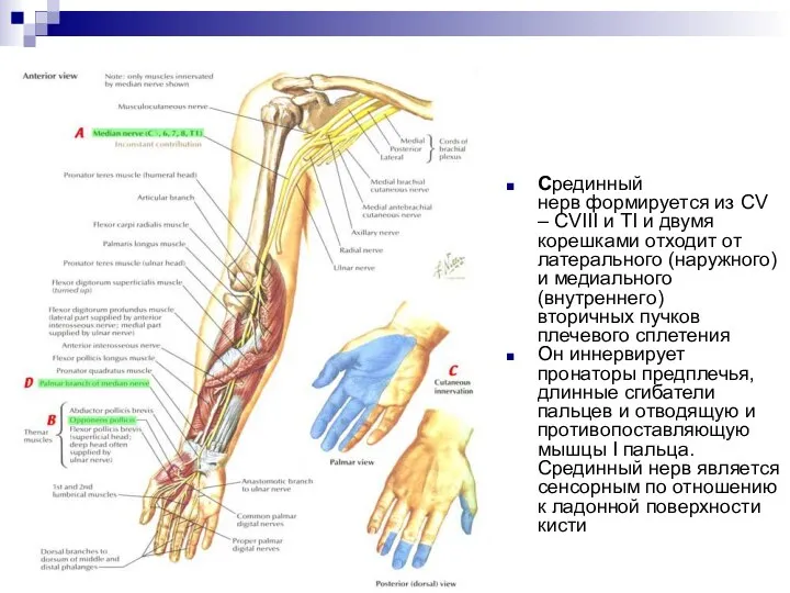 Срединный нерв формируется из СV – СVIII и ТI и двумя