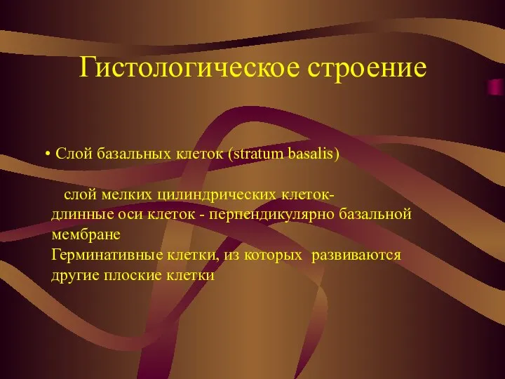 Гистологическое строение Слой базальных клеток (stratum basalis) слой мелких цилиндрических клеток-