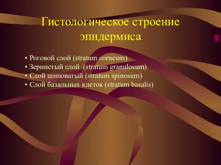 Гистологическое строение эпидермиса Роговой слой (stratum corneum) Зернистый слой (stratum granulosum)