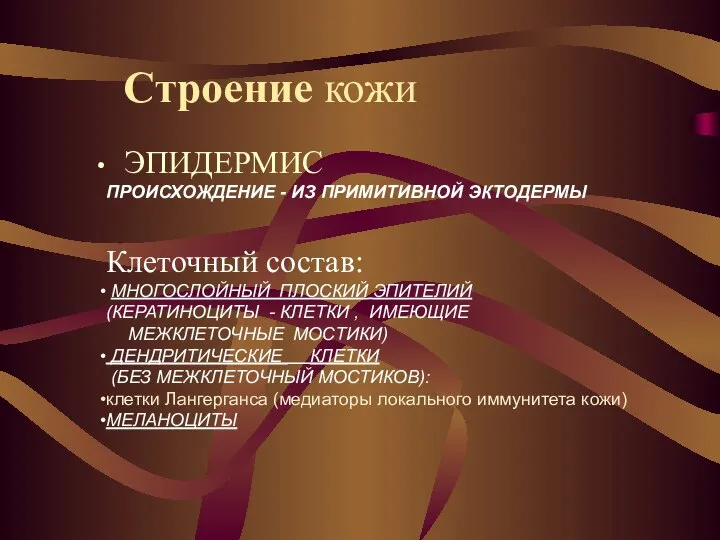 ЭПИДЕРМИС ПРОИСХОЖДЕНИЕ - ИЗ ПРИМИТИВНОЙ ЭКТОДЕРМЫ Клеточный состав: МНОГОСЛОЙНЫЙ ПЛОСКИЙ ЭПИТЕЛИЙ