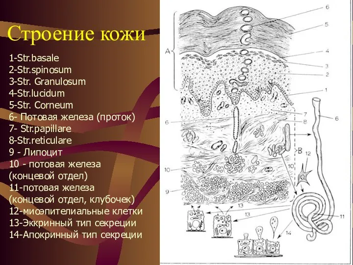 Строение кожи 1-Str.basale 2-Str.spinosum 3-Str. Granulosum 4-Str.lucidum 5-Str. Corneum 6- Потовая