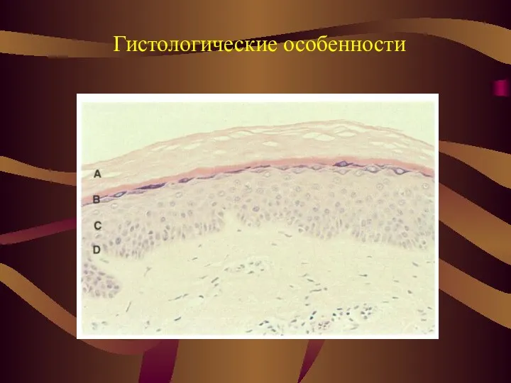 Гистологические особенности