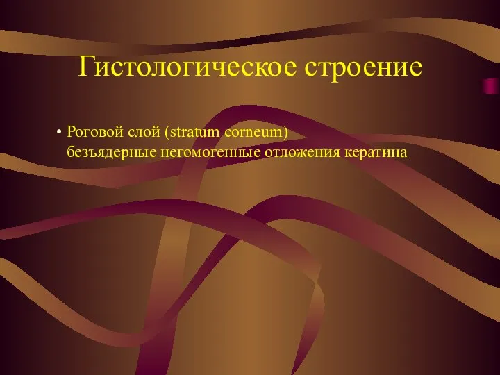 Гистологическое строение Роговой слой (stratum corneum) безъядерные негомогенные отложения кератина