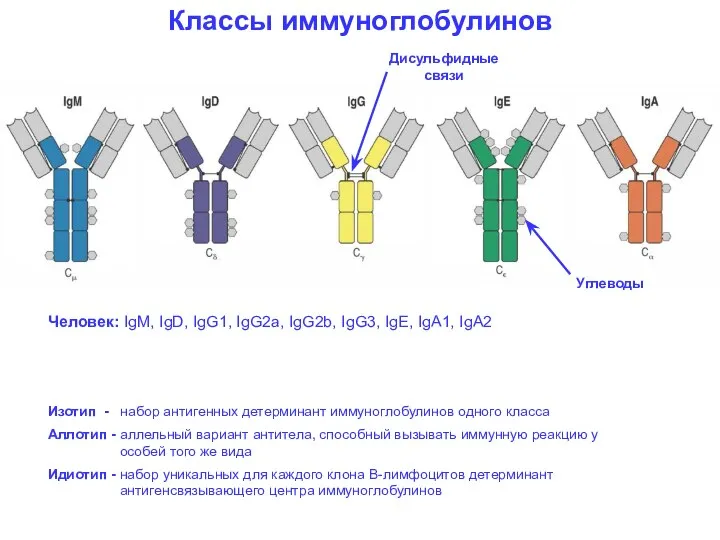 Классы иммуноглобулинов Человек: IgM, IgD, IgG1, IgG2a, IgG2b, IgG3, IgE, IgA1,