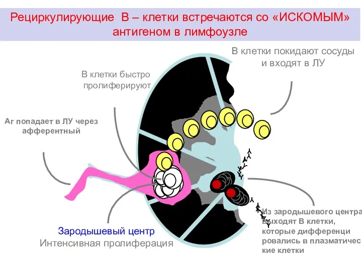 Рециркулирующие В – клетки встречаются со «ИСКОМЫМ» антигеном в лимфоузле