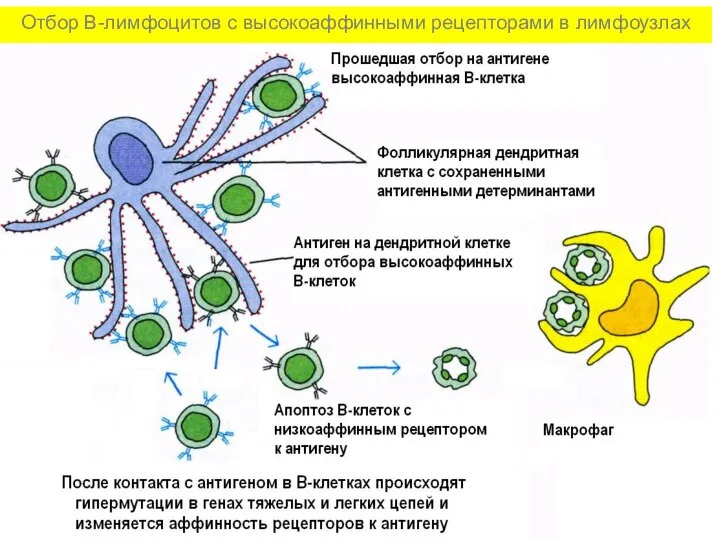Отбор В-лимфоцитов с высокоаффинными рецепторами в лимфоузлах
