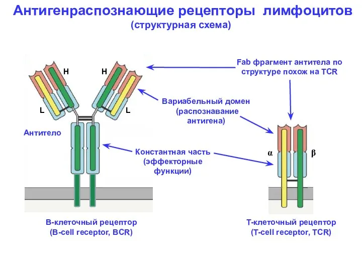 Антигенраспознающие рецепторы лимфоцитов (структурная схема) Вариабельный домен (распознавание антигена) Константная часть
