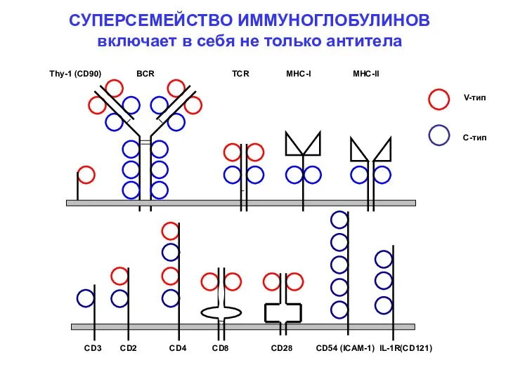 Thy-1 (CD90) BCR TCR MHC-I MHC-II СУПЕРСЕМЕЙСТВО ИММУНОГЛОБУЛИНОВ включает в себя