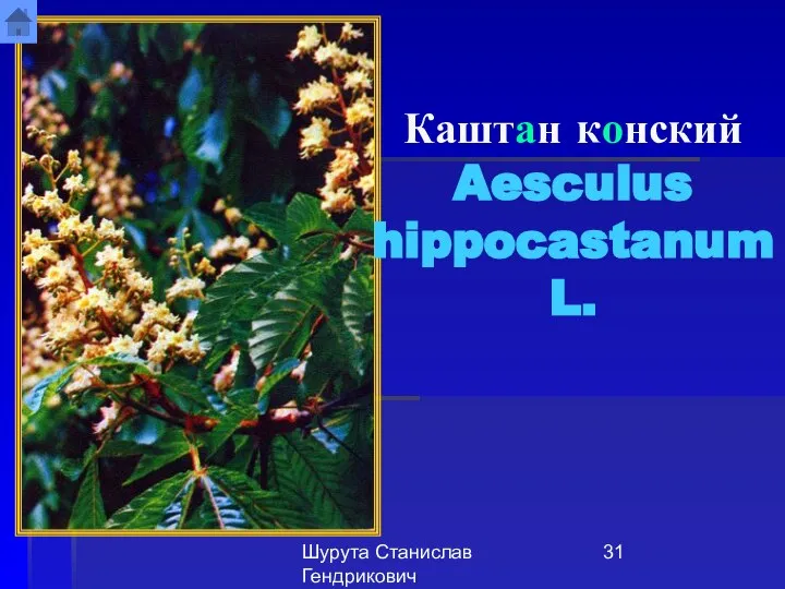 Шурута Станислав Гендрикович Каштан конский Aesculus hippocastanum L.