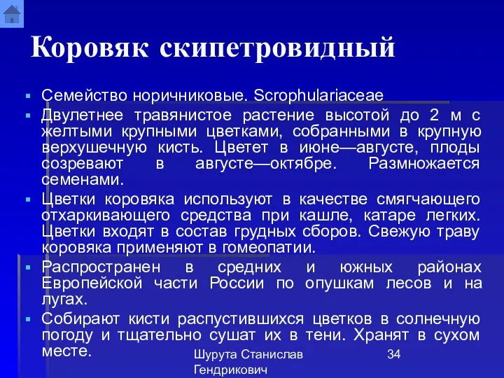 Шурута Станислав Гендрикович Коровяк скипетровидный Семейство норичниковые. Scrophulariaceae Двулетнее травянистое растение