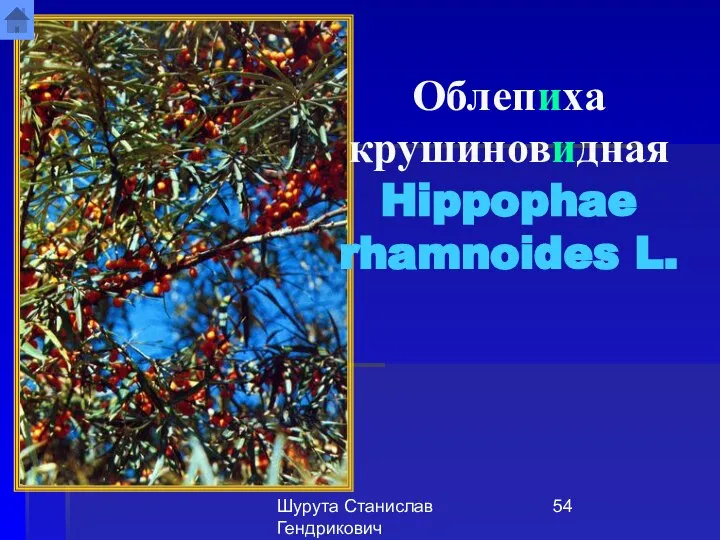 Шурута Станислав Гендрикович Облепиха крушиновидная Hippophae rhamnoides L.