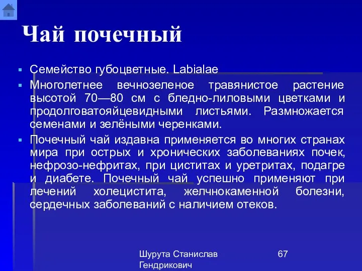 Шурута Станислав Гендрикович Чай почечный Семейство губоцветные. Labialae Многолетнее вечнозеленое травянистое