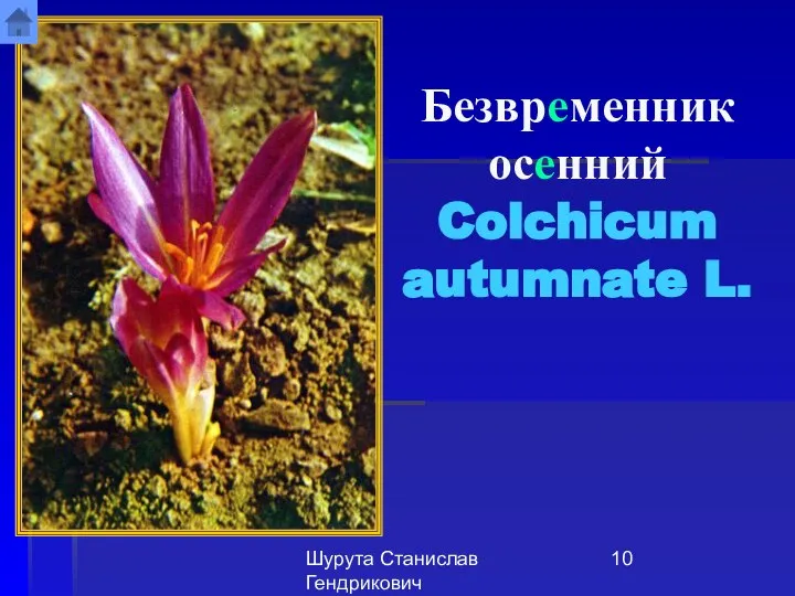 Шурута Станислав Гендрикович Безвременник осенний Colchicum autumnate L.