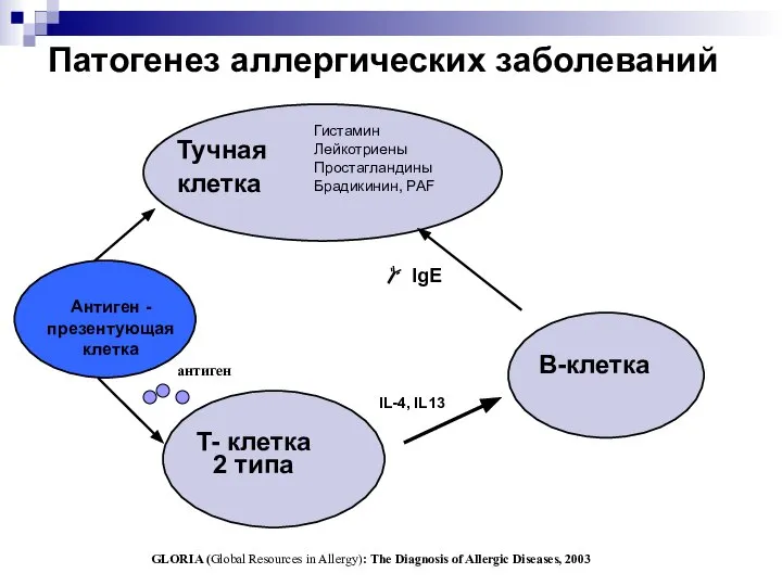 Патогенез аллергических заболеваний Тучная клетка B-клетка T- клетка 2 типа IL-4,