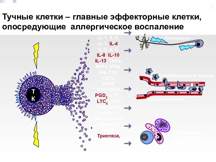 Тучные клетки – главные эффекторные клетки, опосредующие аллергическое воспаление IL-1, IL-2,