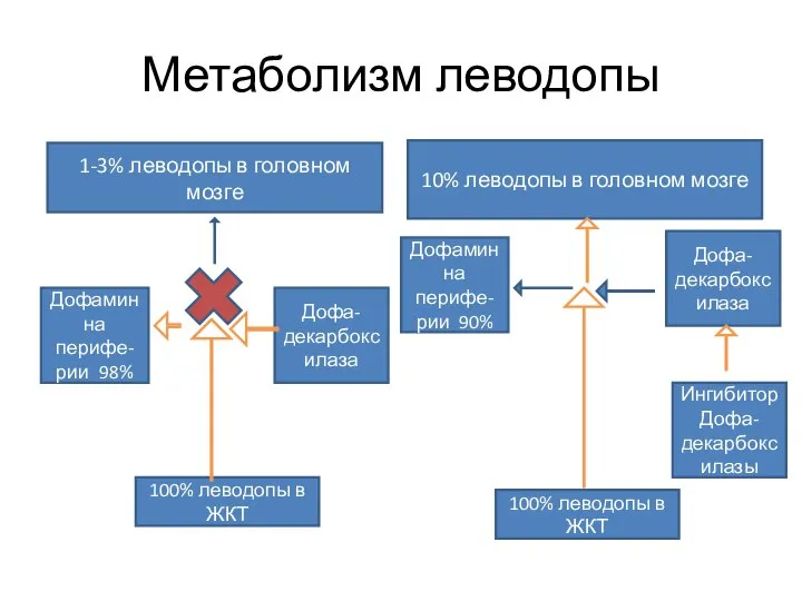 Метаболизм леводопы 1-3% леводопы в головном мозге 100% леводопы в ЖКТ