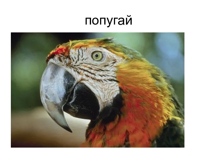 попугай