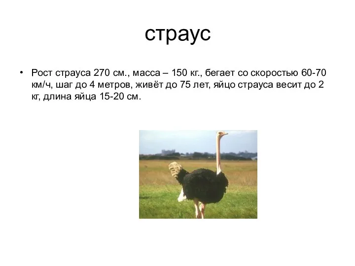 страус Рост страуса 270 см., масса – 150 кг., бегает со