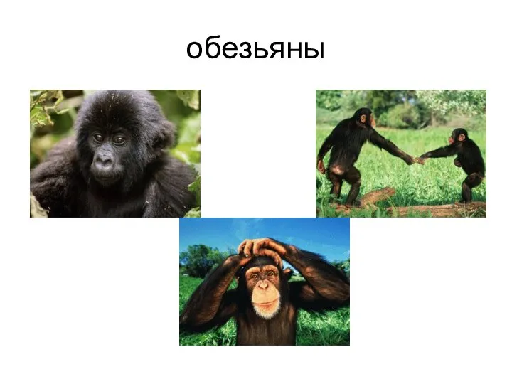 обезьяны