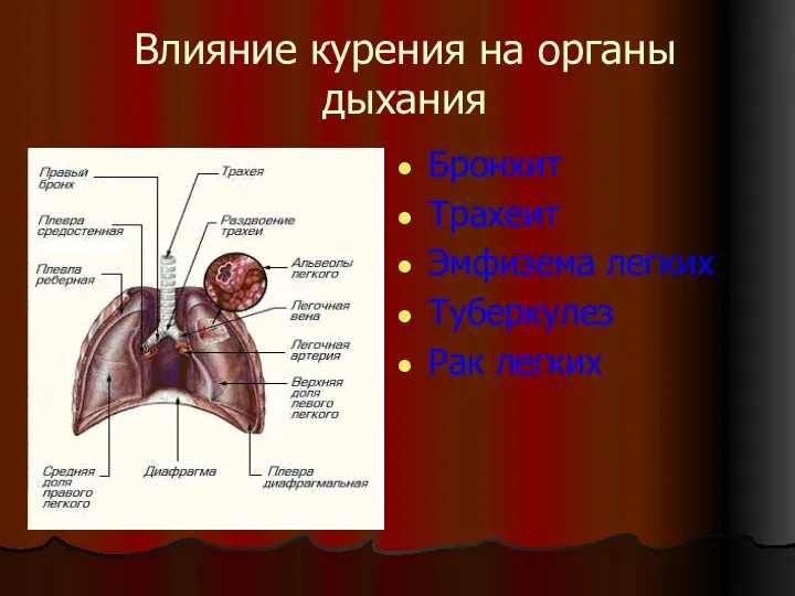 Влияние курения на органы дыхания Бронхит Трахеит Эмфизема легких Туберкулез Рак легких